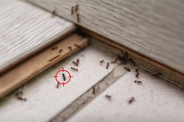 Insect Control in Estill Springs, TN