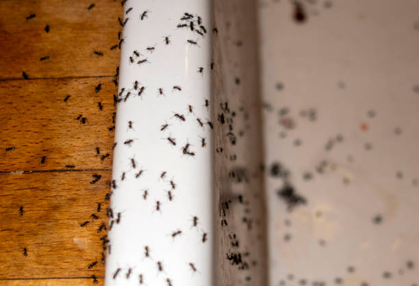 Best Mosquito Control Services  in Estill Springs, TN